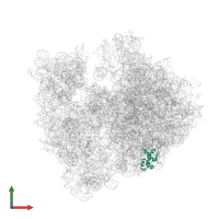 Large ribosomal subunit protein bL17 in PDB entry 4v55, assembly 1, front view.