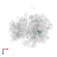 Large ribosomal subunit protein bL17 in PDB entry 4v55, assembly 1, top view.
