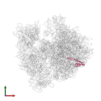 Large ribosomal subunit protein uL22 in PDB entry 4v55, assembly 1, front view.