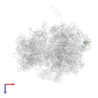 Large ribosomal subunit protein uL24 in PDB entry 4v55, assembly 1, top view.