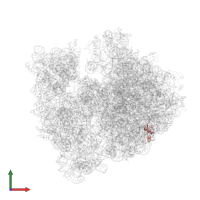 Large ribosomal subunit protein uL23 in PDB entry 4v55, assembly 1, front view.