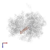 Ribosome-recycling factor in PDB entry 4v55, assembly 1, top view.