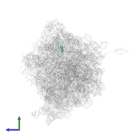 Small ribosomal subunit protein uS10 in PDB entry 4v55, assembly 1, side view.