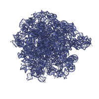 The deposited structure of PDB entry 4v57 contains 2 copies of Rfam domain RF02541 (Bacterial large subunit ribosomal RNA) in 23S ribosomal RNA. Showing 1 copy in chain W [auth BB].