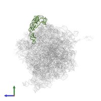 5S ribosomal RNA in PDB entry 4v57, assembly 1, side view.