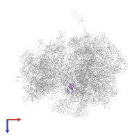 Large ribosomal subunit protein uL14 in PDB entry 4v57, assembly 1, top view.