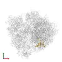 Large ribosomal subunit protein uL3 in PDB entry 4v5d, assembly 1, front view.