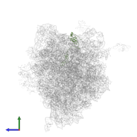 Large ribosomal subunit protein uL15 in PDB entry 4v5d, assembly 1, side view.