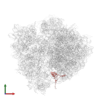 Large ribosomal subunit protein bL19 in PDB entry 4v5d, assembly 1, front view.