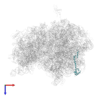 Large ribosomal subunit protein bL20 in PDB entry 4v5d, assembly 1, top view.