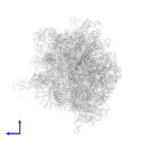 Messenger RNA in PDB entry 4v5f, assembly 1, side view.