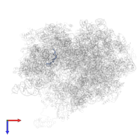 Messenger RNA in PDB entry 4v5f, assembly 1, top view.