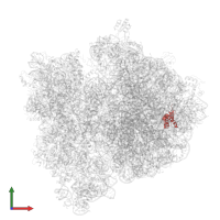 Large ribosomal subunit protein bL20 in PDB entry 4v5h, assembly 1, front view.