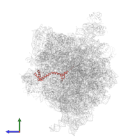 Large ribosomal subunit protein bL20 in PDB entry 4v5h, assembly 1, side view.