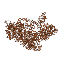 The deposited structure of PDB entry 4v5k contains 2 copies of Rfam domain RF00177 (Bacterial small subunit ribosomal RNA) in 16S ribosomal RNA. Showing 1 copy in chain A [auth AA].