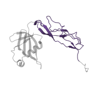 The deposited structure of PDB entry 4v5k contains 2 copies of Pfam domain PF14693 (Ribosomal protein TL5, C-terminal domain) in Large ribosomal subunit protein bL25. Showing 1 copy in chain FB [auth BZ].