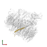 Cytochrome b559 subunit beta in PDB entry 4v62, assembly 2, front view.