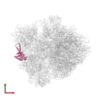 Small ribosomal subunit protein uS2 in PDB entry 4v67, assembly 2, front view.