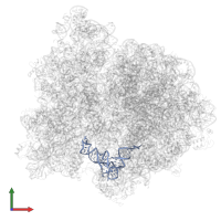 P-site tRNA fMet (Unmodified bases except for Thymine 54) in PDB entry 4v69, assembly 1, front view.