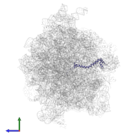 Large ribosomal subunit protein bL20 in PDB entry 4v69, assembly 1, side view.