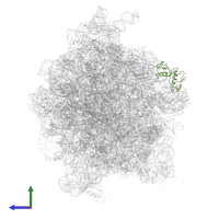 Large ribosomal subunit protein uL6 in PDB entry 4v69, assembly 1, side view.