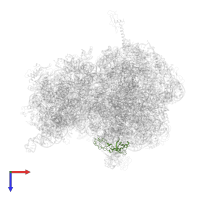 Large ribosomal subunit protein bL25 in PDB entry 4v6a, assembly 2, top view.