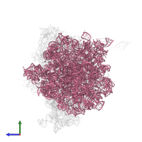 23S ribosomal RNA in PDB entry 4v6e, assembly 1, side view.