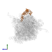 5S ribosomal RNA in PDB entry 4v6f, assembly 2, side view.