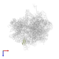 Large ribosomal subunit protein uL11 in PDB entry 4v6f, assembly 2, top view.