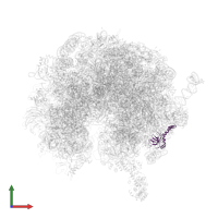 Large ribosomal subunit protein eL14A in PDB entry 4v6i, assembly 1, front view.