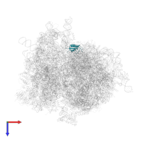 Large ribosomal subunit protein eL22A in PDB entry 4v6i, assembly 1, top view.