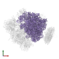 23S ribosomal RNA in PDB entry 4v6m, assembly 1, front view.