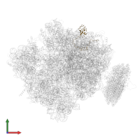 Large ribosomal subunit protein uL15 in PDB entry 4v6m, assembly 1, front view.