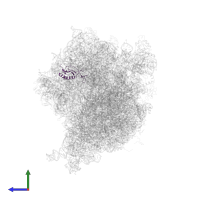 Large ribosomal subunit protein uL16 in PDB entry 4v6m, assembly 1, side view.