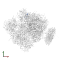 Large ribosomal subunit protein bL33 in PDB entry 4v6m, assembly 1, front view.