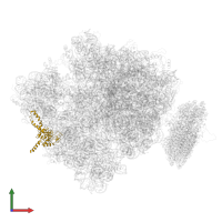 Small ribosomal subunit protein uS2 in PDB entry 4v6m, assembly 1, front view.