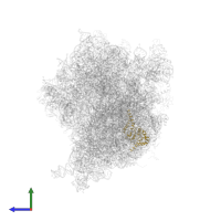 Small ribosomal subunit protein uS2 in PDB entry 4v6m, assembly 1, side view.