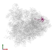 Large ribosomal subunit protein eL18 in PDB entry 4v6w, assembly 1, front view.