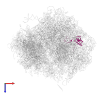 Large ribosomal subunit protein eL18 in PDB entry 4v6w, assembly 1, top view.