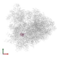 Large ribosomal subunit protein eL30 in PDB entry 4v6w, assembly 1, front view.