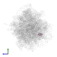 Large ribosomal subunit protein eL30 in PDB entry 4v6w, assembly 1, side view.