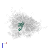 Elongation factor 2 in PDB entry 4v6x, assembly 1, top view.