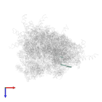 Large ribosomal subunit protein eL29 in PDB entry 4v6x, assembly 1, top view.