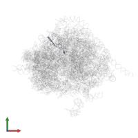 Large ribosomal subunit protein eL34 in PDB entry 4v6x, assembly 1, front view.