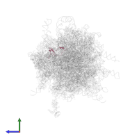Large ribosomal subunit protein eL42 in PDB entry 4v6x, assembly 1, side view.
