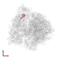 Small ribosomal subunit protein uS17 in PDB entry 4v6z, assembly 1, front view.