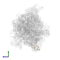 Large ribosomal subunit protein uL5 in PDB entry 4v6z, assembly 1, side view.