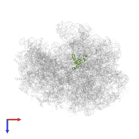 Large ribosomal subunit protein bL19 in PDB entry 4v77, assembly 1, top view.