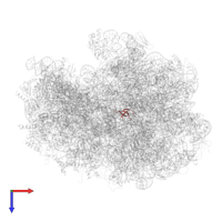 Large ribosomal subunit protein bL33 in PDB entry 4v77, assembly 1, top view.