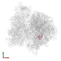 Large ribosomal subunit protein bL28 in PDB entry 4v7a, assembly 1, front view.